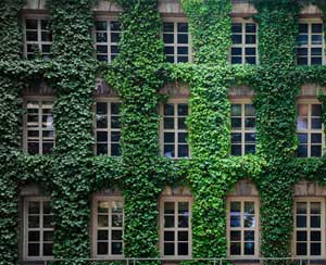 家里不同角落需要擺放不同植物，你家放對了嗎？