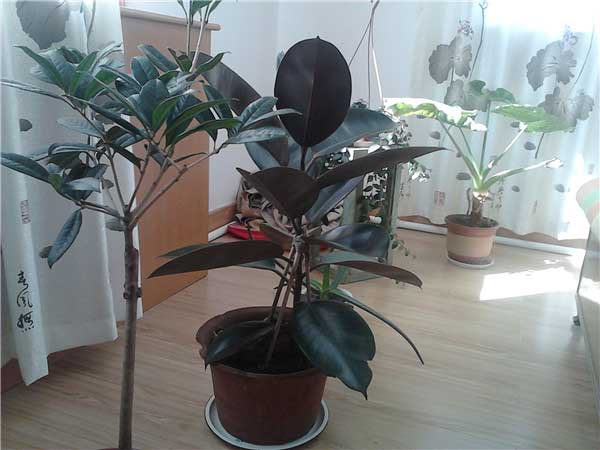 橡皮樹(shù)_副本