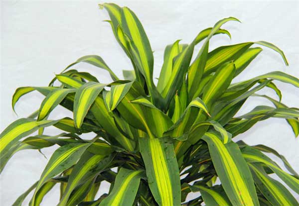 巴西鐵樹(shù)_副本