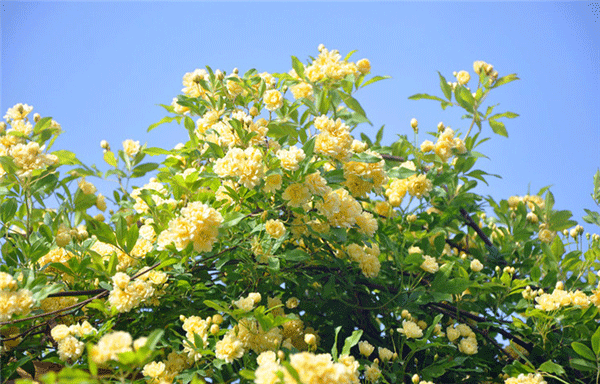 很多人都喜歡花花草草，但是咱們室內(nèi)該擺什么就不是那么清楚了。