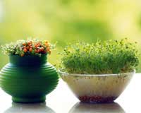 客廳財位的植物該怎么擺放?