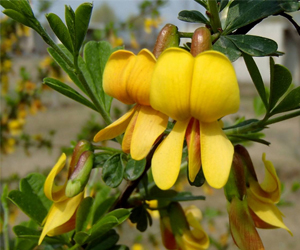 錦雞兒的功效以及價(jià)格？