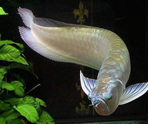 你認識銀龍魚嗎？它可以吃嗎？