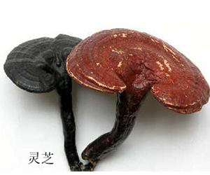 靈芝為什么那么貴？你知道怎么辨別靈芝的真假嗎？