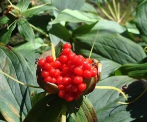 你知道重樓這種生物嗎？它的功效可是很大的哦！