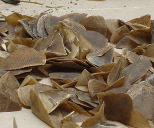 穿山甲鱗片有什么功效？它的市場價格又是什么樣的呢？