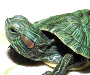 巴西龜貴嗎？選購標(biāo)準(zhǔn)有哪些呢？