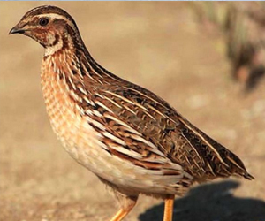 鵪鶉和鴿子同屬于一個(gè)物種嗎？