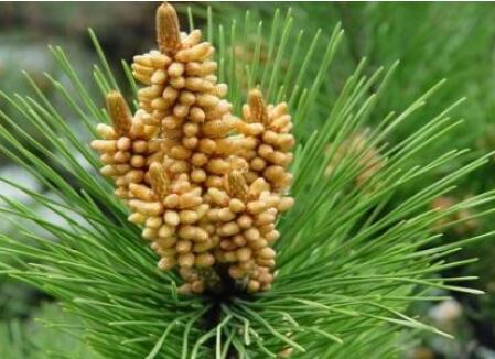 松花粉有什么功效呢？市價(jià)是多少呢？