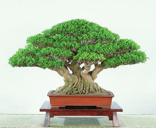 榕樹繁殖的速度快嗎？是怎么繁殖的呢？