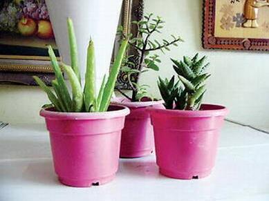 盆栽蘆薈用什么盆子好？怎么養(yǎng)？