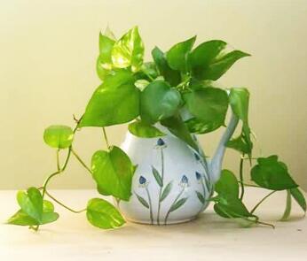 你知道綠蘿的花語(yǔ)嗎？