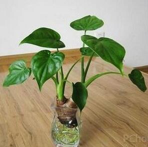 滴水觀音好養(yǎng)嗎？有什么作用嗎？