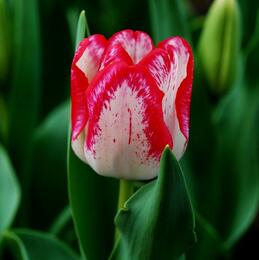 郁金香放在室內(nèi)有影響嗎？