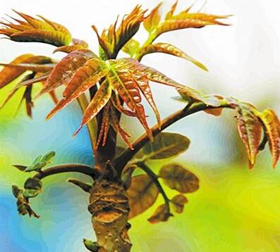 香椿營養(yǎng)價值高嗎？