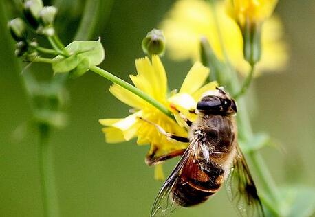 被蜜蜂蟄了怎么辦？