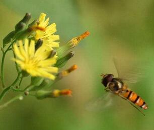 被蜜蜂蟄了怎么辦？