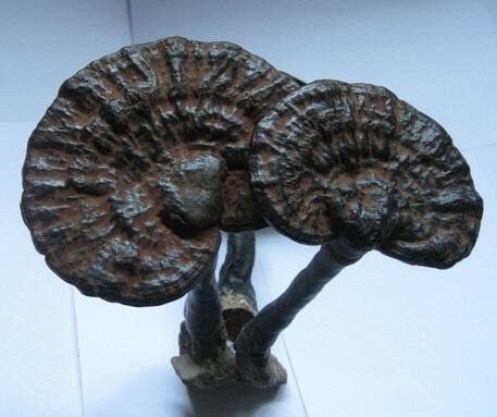 黑靈芝比一般的靈芝更好嗎？