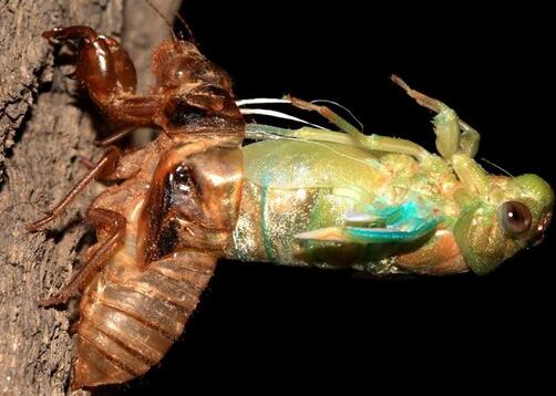 金蟬脫殼是什么意思？