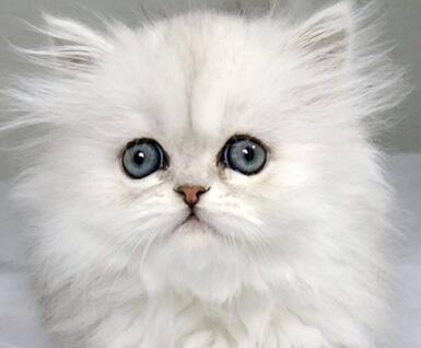 金吉拉貓多少錢一只呢？怎么選擇呢？