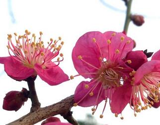 梅花有什么含義嗎？