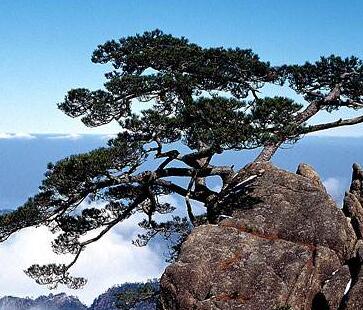 松樹的特點(diǎn)有哪些呢？