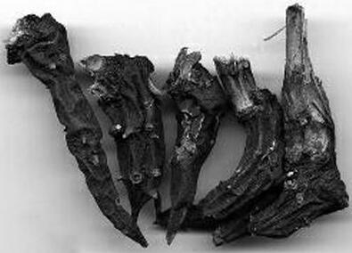 草烏對人身體有什么好處呢？