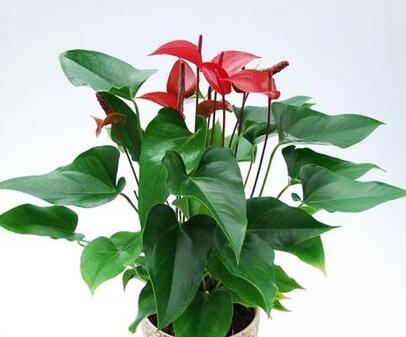 怎么才能讓紅掌開花呢？