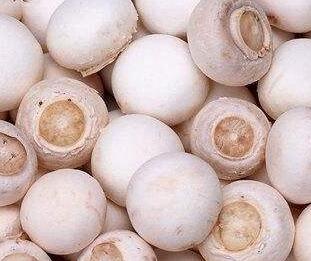 口蘑、香菇、草菇一樣嗎？它們有什么區(qū)別呢？