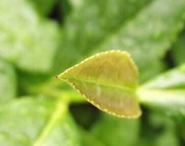 怎么預(yù)防茶白星病呢？好治嗎？