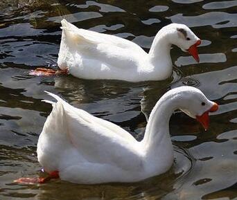 鵝和鴨有哪些區(qū)別？怎么分辨呢？