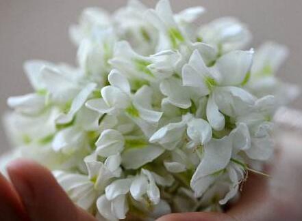 洋槐樹有毒嗎？可以吃嗎？