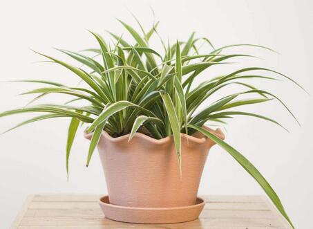 家里放金邊吊蘭好嗎？