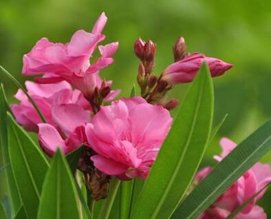 夾竹桃有毒嗎？