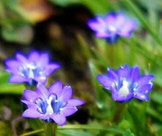 龍膽草多少錢？功效怎么樣？