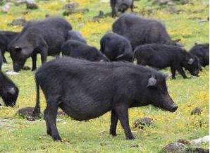 藏香豬多少錢一斤？有什么功效呢？