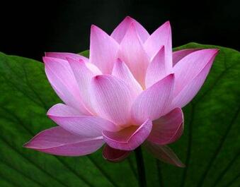 荷葉有哪些功效呢？