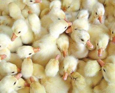 鵝苗多少錢一只？怎么挑選鵝苗呢？