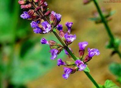 紫參有哪些功效呢？