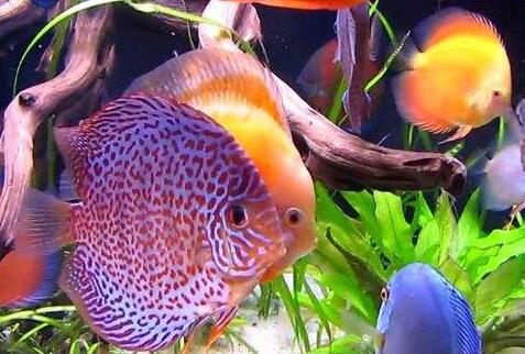 七彩神仙魚(yú)