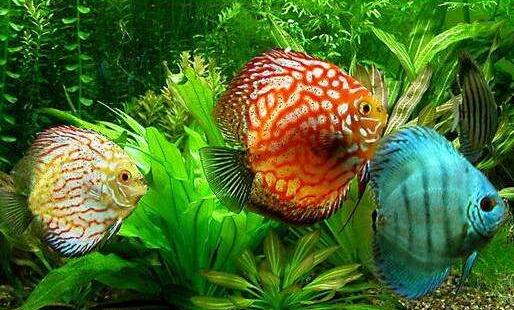 七彩神仙魚(yú)