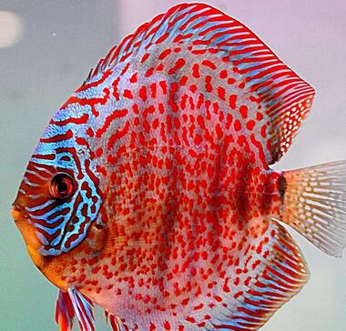 七彩神仙魚多少錢呢？好養(yǎng)嗎？