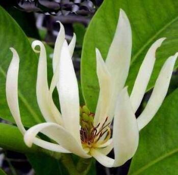 白蘭花怎么種植呢？好養(yǎng)嗎？