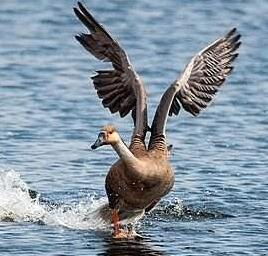 養(yǎng)大雁好嗎？前景怎么樣？