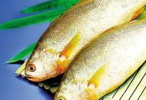 黃花魚好吃嘛？價格是多少呢？