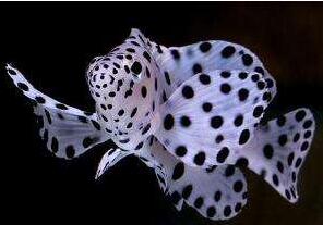 老鼠斑怎么樣?多少錢一斤？