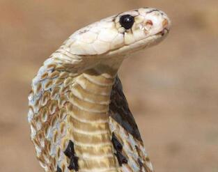 眼鏡蛇貴嗎？都分布在哪里呢？