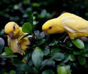 橫斑鸚鵡貴不貴？多少錢呢？