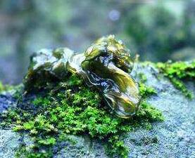 吃地皮菜好嗎？多少錢一斤呢？