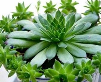 景天科觀音蓮子好養(yǎng)嗎？葉子下垂怎么辦呢？